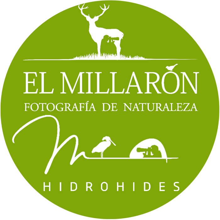 EL MILLARÓN.webp