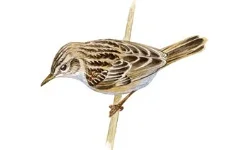 Buitrón.webp
