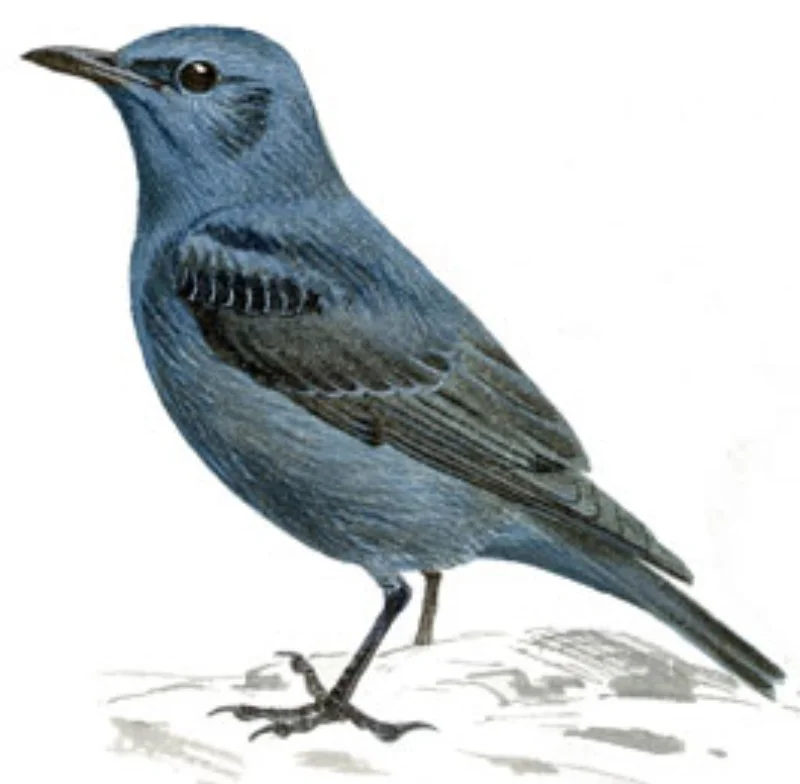 Roquero Solitario.webp