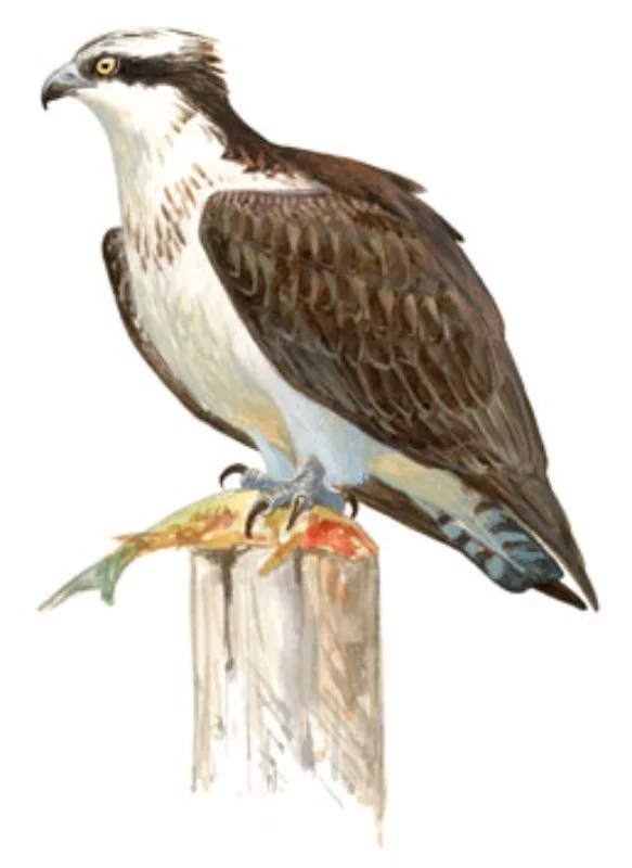 Águila Pescadora.webp
