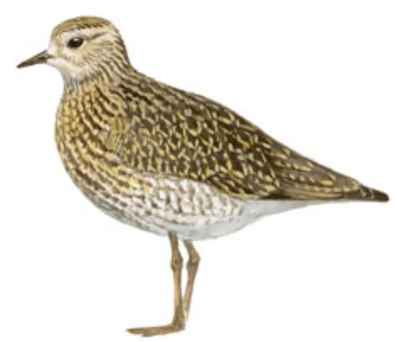 Chorlito Dorado Europeo.webp