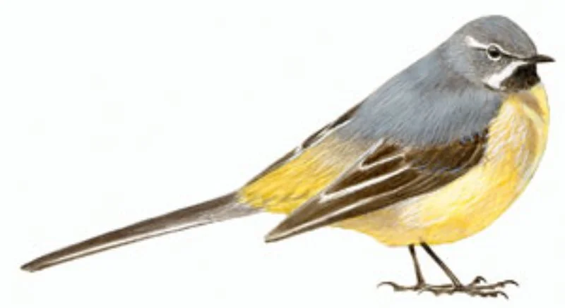 Lavandera Cascadeña.webp