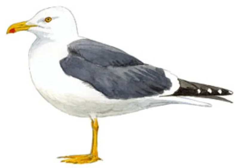 Gaviota Sombría.webp