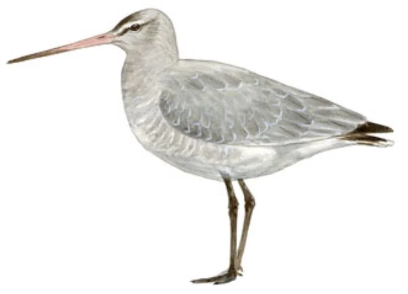 Aguja Colinegra.webp