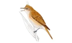 Carricero Tordal.webp