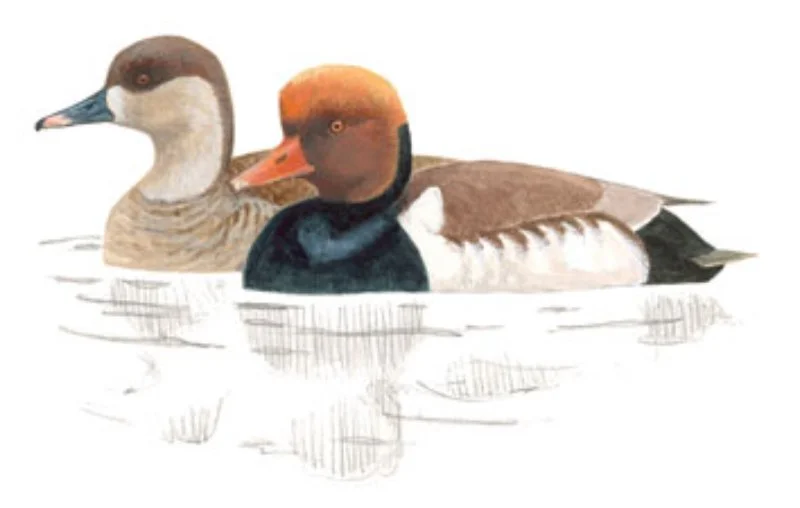 Pato Colorado.webp