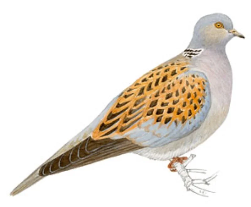 Tórtola Europea.webp