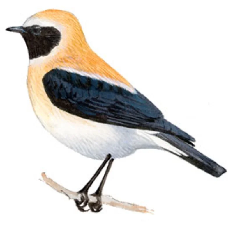 Collalba Rubia.webp