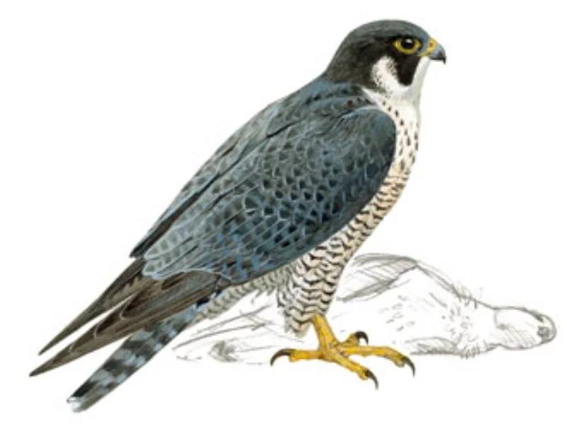 Halcón Peregrino.webp