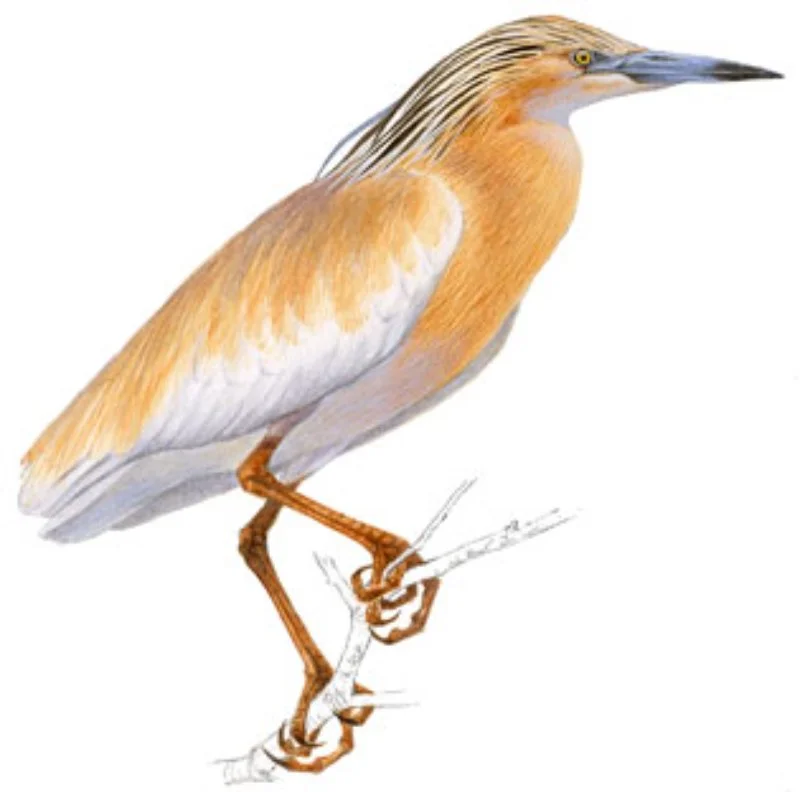 Garcilla Cangrejera.webp