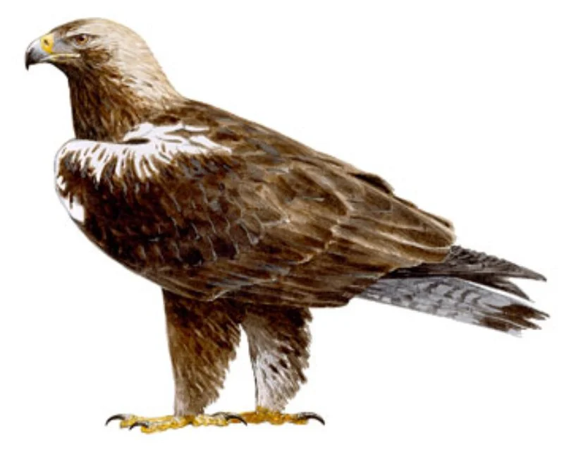 Águila Imperial Ibérica.webp