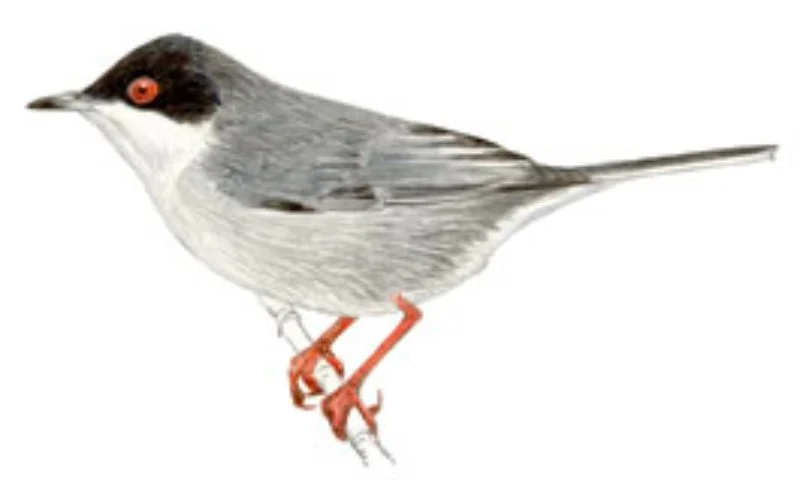 Curruca Cabecinegra.webp