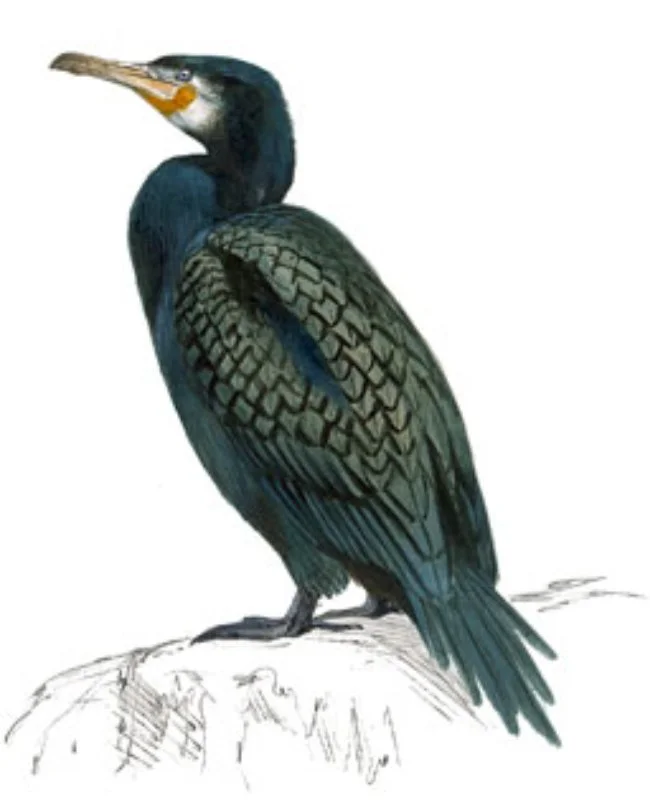 Cormorán Grande.webp