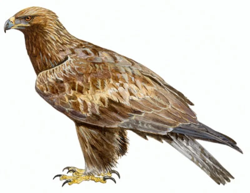 Águila Real.webp