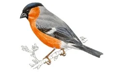 Camachuelo Común.webp