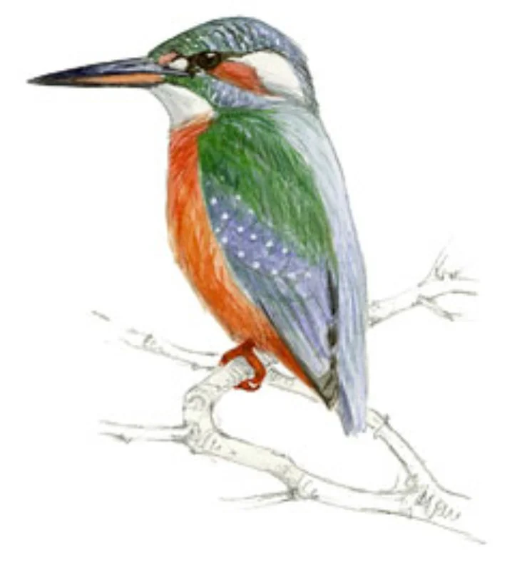 Martín Pescador.webp
