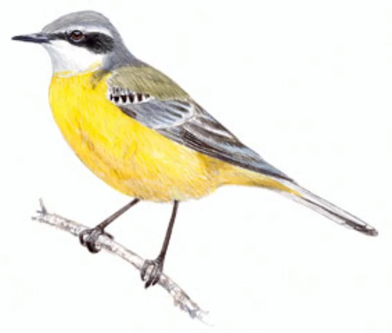 Lavandera Boyera.webp