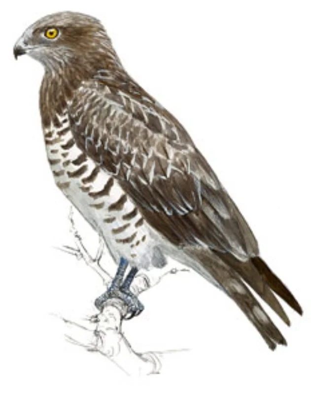 Culebrera Europea.webp
