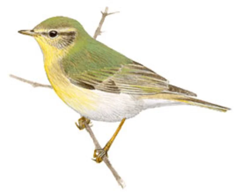 Mosquitero Musical.webp