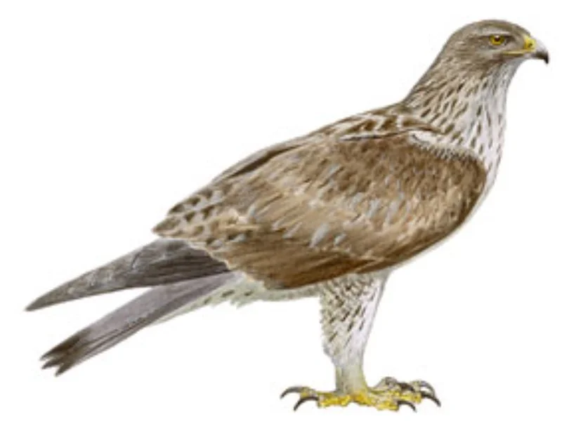 Águila-azor Perdicera.webp
