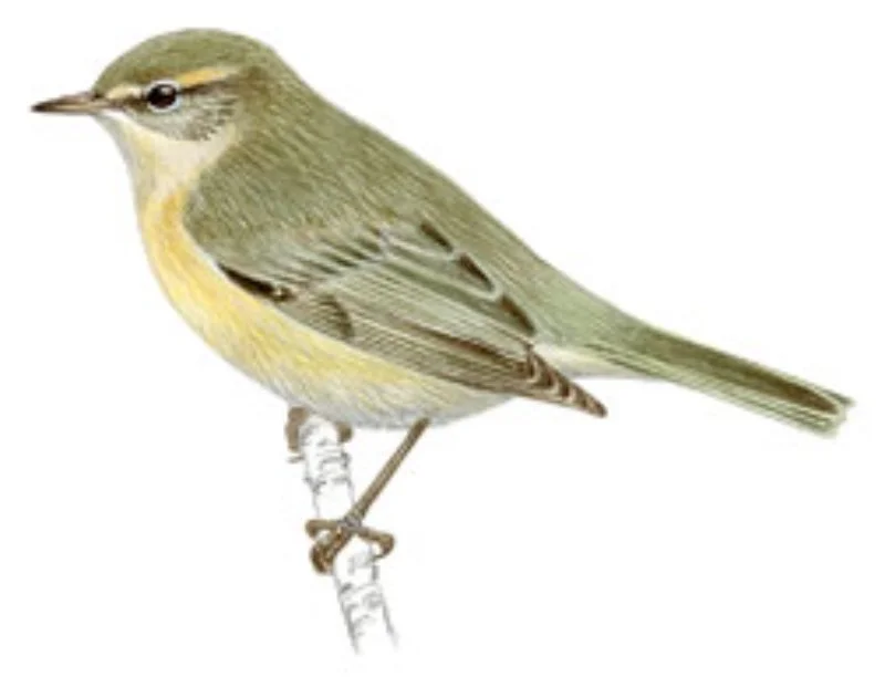 Mosquitero Común.webp