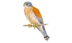 Cernícalo Primilla.webp